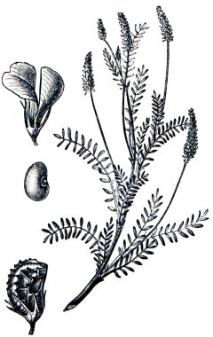 Forage plants - serie of ilustration from the encyclopedia publi clipart