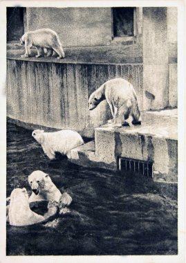 USSR - CIRCA 1960s: Reproduction of antique postcard shows Polar bears, circa 1960s clipart