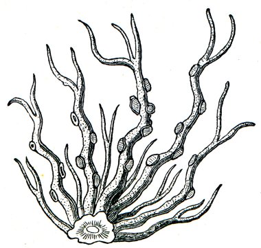 Roccella tinctoria clipart