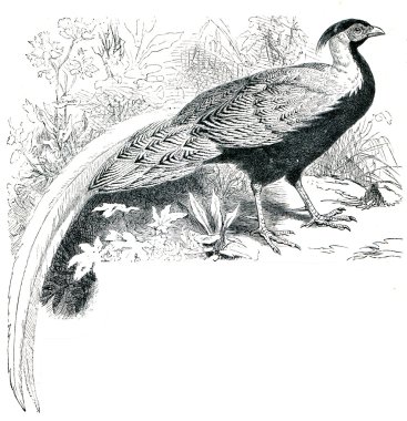 Silver Pheasant - Lophura nycthemera clipart