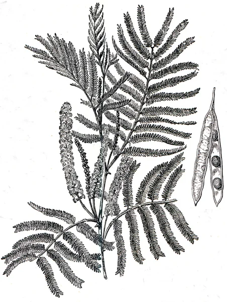 Catechu Mimosa - Acaiá catechu — Fotografia de Stock