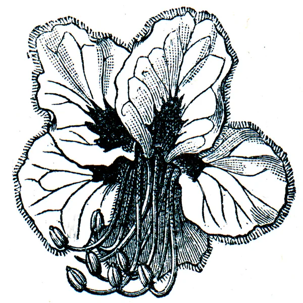 Kwiat aesulus — Zdjęcie stockowe