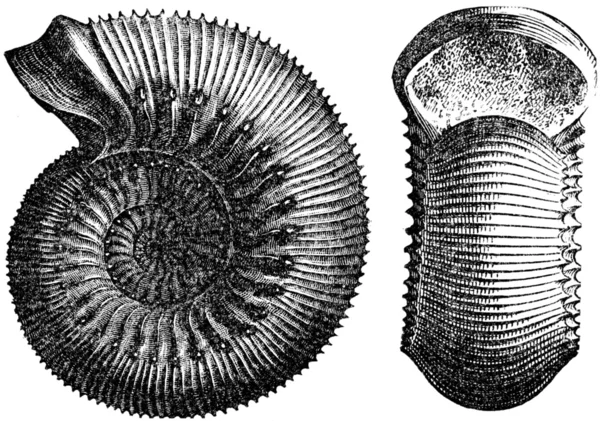 Ammoniti humpheriesianus — Foto Stock