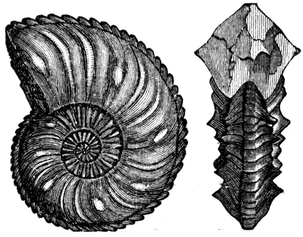 Ammonites perlé margaritatus — Photo