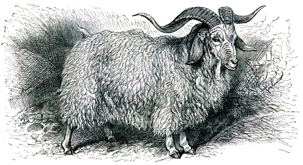 Angora goat - Capra angorensis — Stock Photo, Image