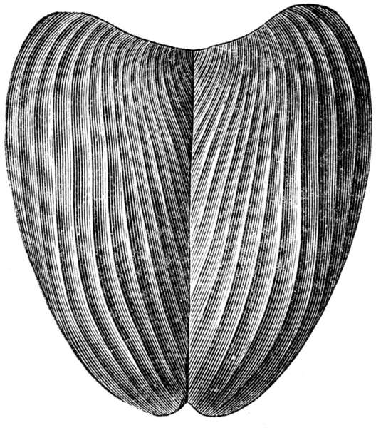 Aptyhus camellosis — Φωτογραφία Αρχείου
