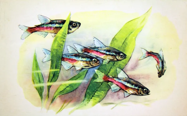 Peixes de aquário URSS - CIRCA 1968 — Fotografia de Stock