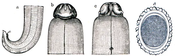 Ascaris lumbricoides a - задний конец самца b - передний конец сзади c - передний конец в вентральном представлении d - яйцо с скорлупой - иллюстрация к статье "Черви" " — стоковое фото