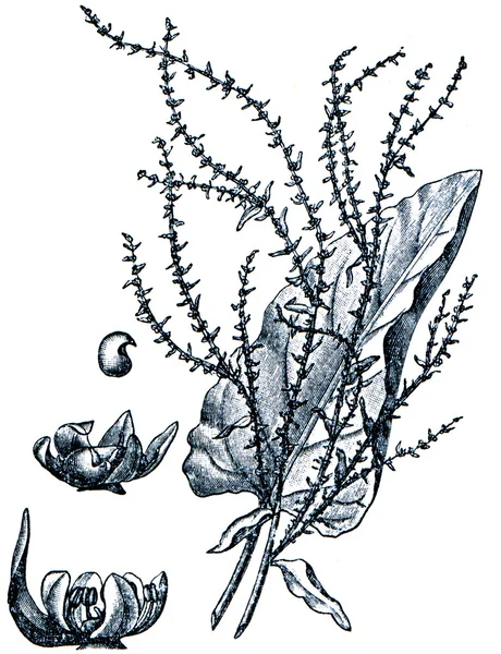 Plantes fourragères - série d'ilustrations tirées de l'encyclopédie — Photo