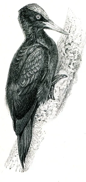 黑啄木鸟-dryocopus 马休 — 图库照片