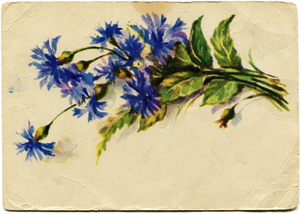 Boucet of Centaurea, 1958 — Stock Photo, Image