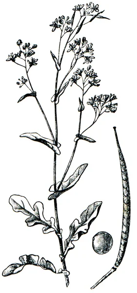 Кормовые растения - серия иллюстраций из энциклопедии Publi — стоковое фото