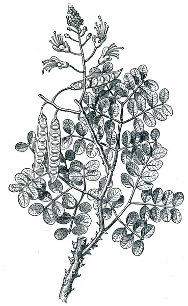 Grijze nicker (Caesalpinia crista) — Stockfoto