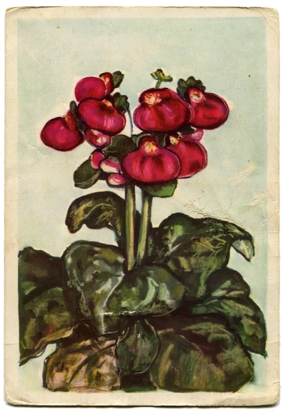 Calceolaria - picture artist Monica Zeromski, Poland, 1962 — Stock Photo, Image