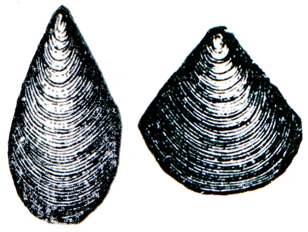 Kambrium und Silur Systeme fossile Organismen - Brachiopode atyp — Stockfoto