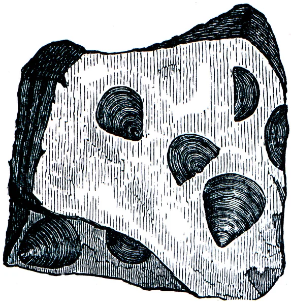 Κάμβρια και Σιλούρια συστήματα απολιθωμάτων οργανισμών - Βραχιόποδα atyp — Φωτογραφία Αρχείου