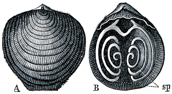 Sistemas cambriano e siluriano organismos fósseis - Braquiópode Atyp — Fotografia de Stock