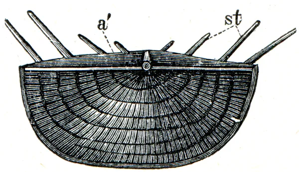 Brachiopode Conete striatella — Foto Stock