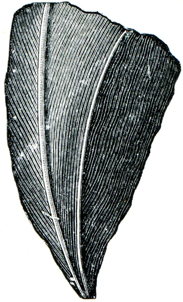 Korale streptelasma europenium — Zdjęcie stockowe