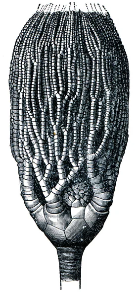 Cyathocrinus tamosus — Φωτογραφία Αρχείου