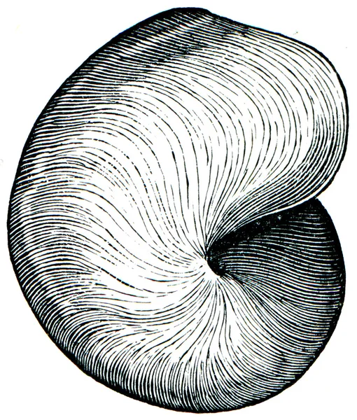 Gastropoda Belerofonte bilobatus — Fotografia de Stock