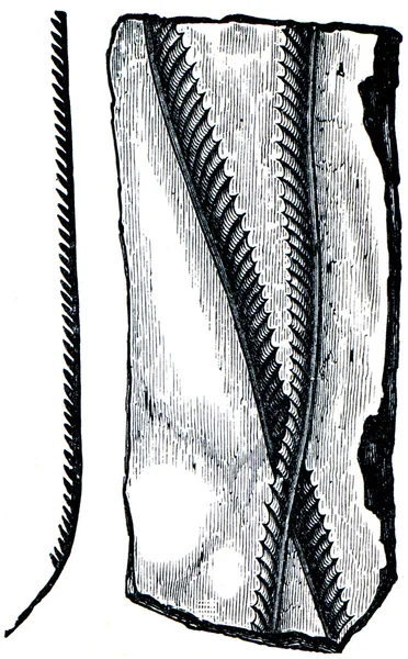 Graptolithus beckii ve graptolithus latus — Stok fotoğraf