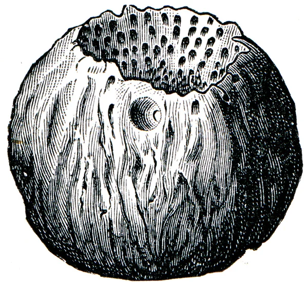 Sünger astylospongia praemorsa — Stok fotoğraf