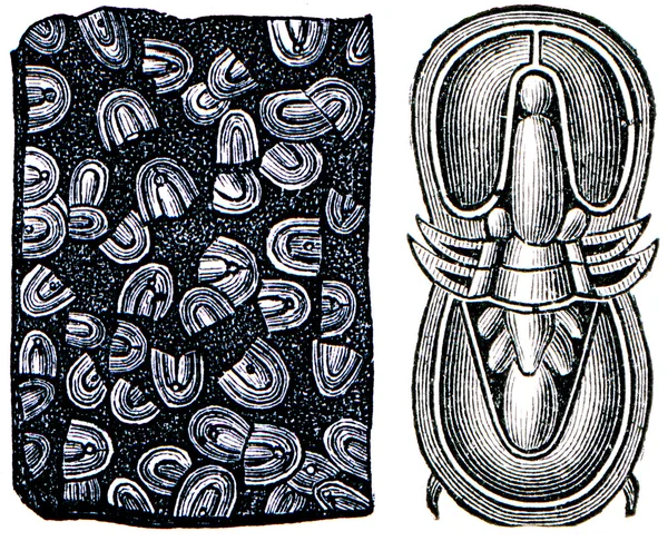 Trilobite Agnostus pisiformis — Φωτογραφία Αρχείου