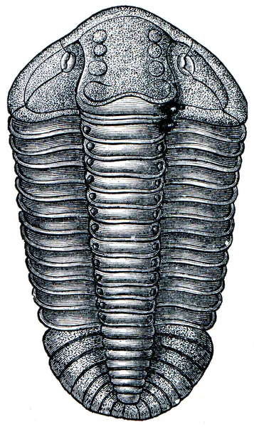 Trilobit calimens binmenbachii — Stock fotografie