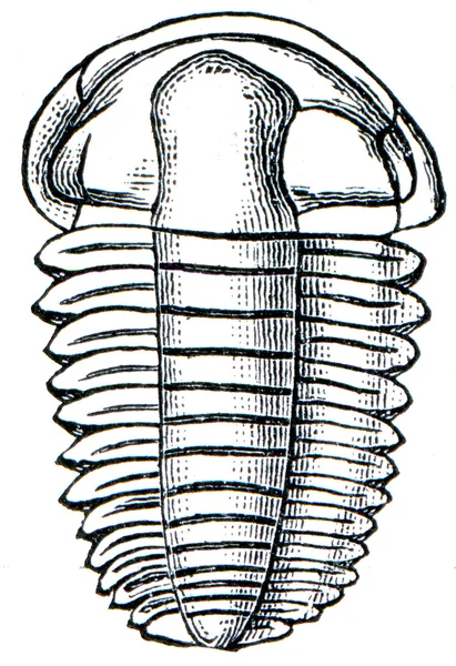 Trilobite Elipsocephalus Hoffi — Stock Photo, Image
