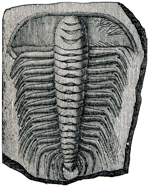 Trilobite Paradoxides — Stock Photo, Image