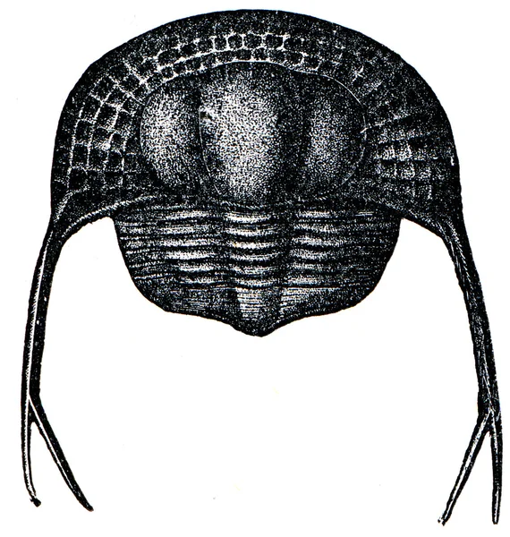 Trilobiti trinucleus pongerardi — Foto Stock