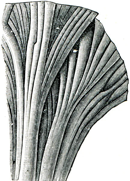 Circinnatus phycodes ζιζανίων — Φωτογραφία Αρχείου