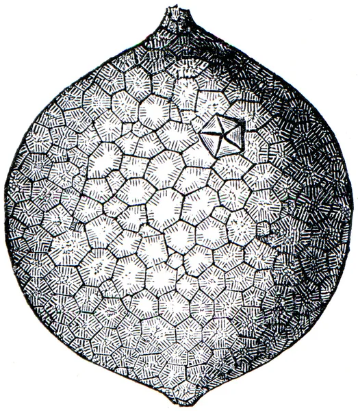 Pistidea Echinosphaeria aurantium — Stok fotoğraf