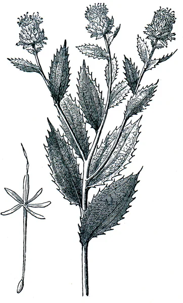 Safflower (Carthamus tinctorius) ) — Fotografia de Stock