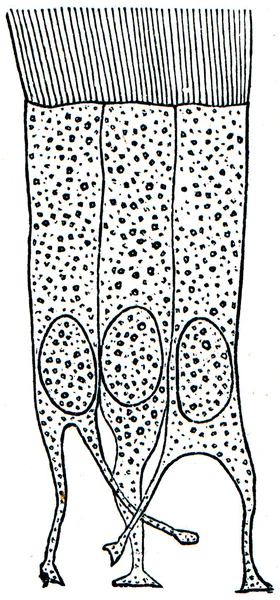 Células de epitélio ciliado — Fotografia de Stock