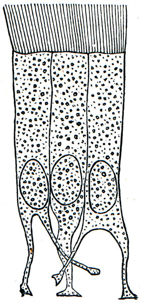 Cells of ciliated epithelium