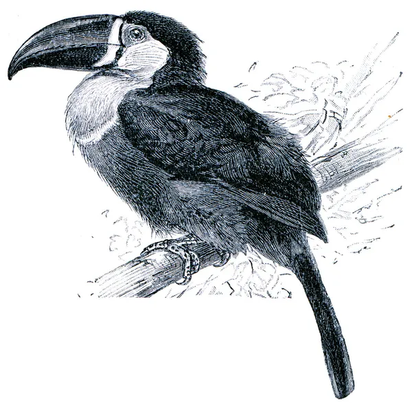Kanal-billed toucan - ramphastos temminckii — Stockfoto