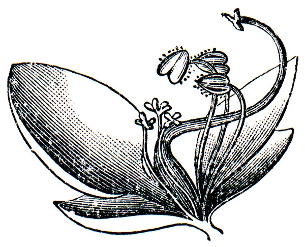 Цветок Коммелина — стоковое фото