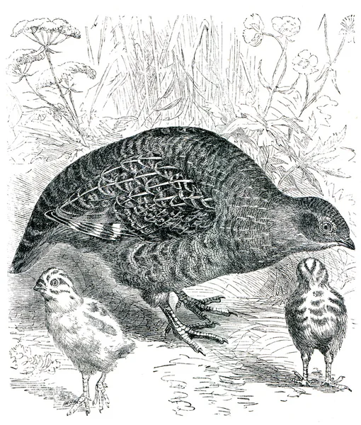 Common Partridge - Perdix cinerea — Stock Photo, Image