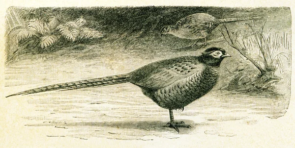 Common Pheasant - Phasianus colchicus — Stock Photo, Image