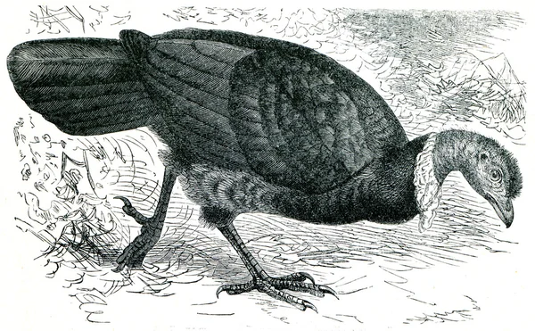 Cuvier's brushturkey of rood-billed brushturkey - talegalla latha — Stockfoto