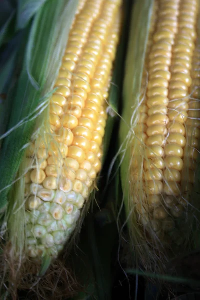 stock image Ears of corn