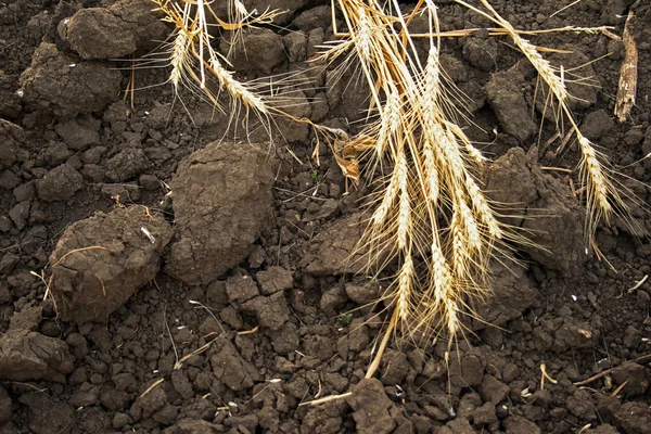 Oren van tarwe op geploegd veld in het najaar — Stockfoto
