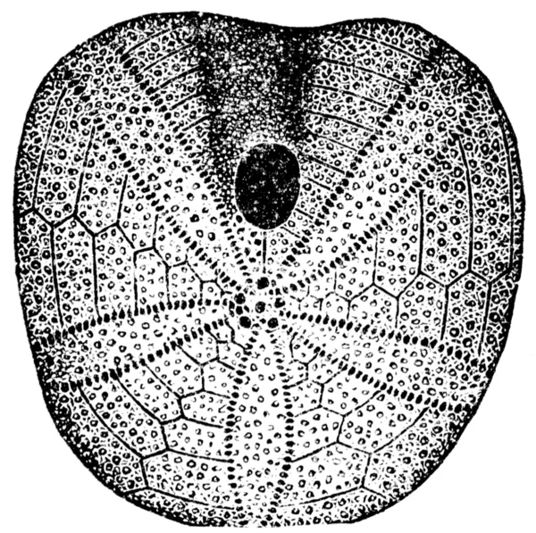 Echinobrissus scutatus, ježovky — Stock fotografie