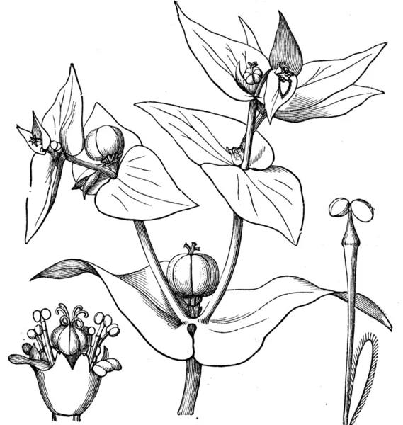 Euphorbia — Stock Fotó