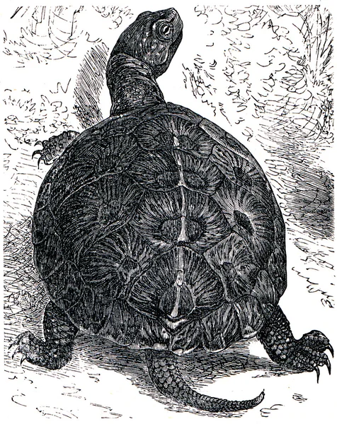 Europäische Teichschildkröte — Stockfoto