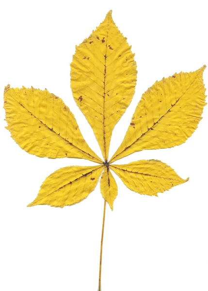 타락 한 노란 잎 말-밤나무 또는 Conker 나무 — 스톡 사진