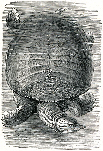 Florida tartaruga de concha suave — Fotografia de Stock