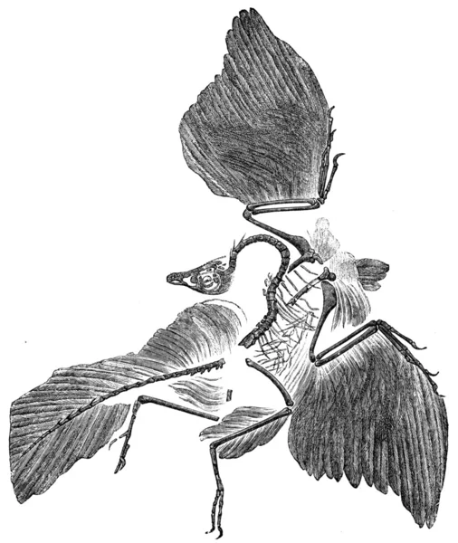 Restos fósseis de um pássaro de cauda longa - Archeopteryx macrurus , — Fotografia de Stock